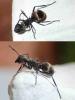 Polyrhachis dives